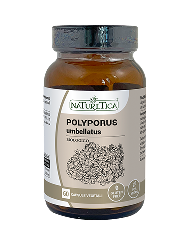 Polyporus Umbrellatus - Naturetica